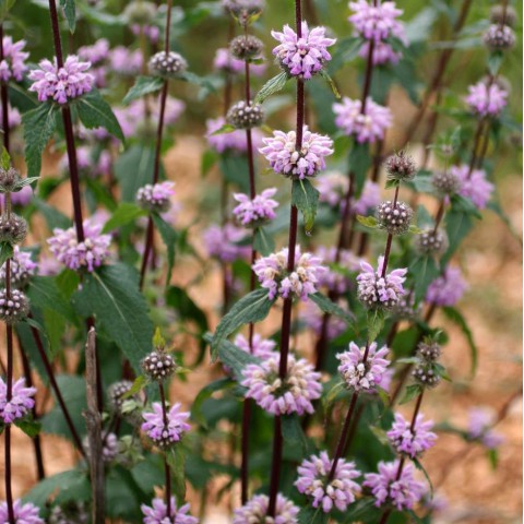 Phlomis tuberosa